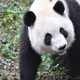 Illustration for article titled Giant Panda Breeding Efforts Have Actually Been Really Successful